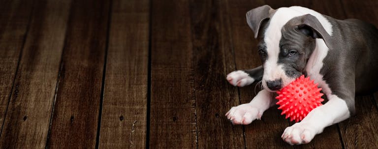 How to Train a Pitbull Puppy to Protect
